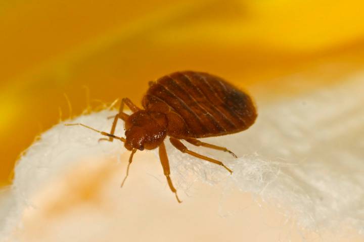 Killing Bed Bugs with Electric Heaters image
